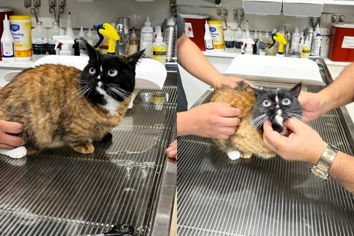 Пользователи нашли самого необычного кота в истории интернета